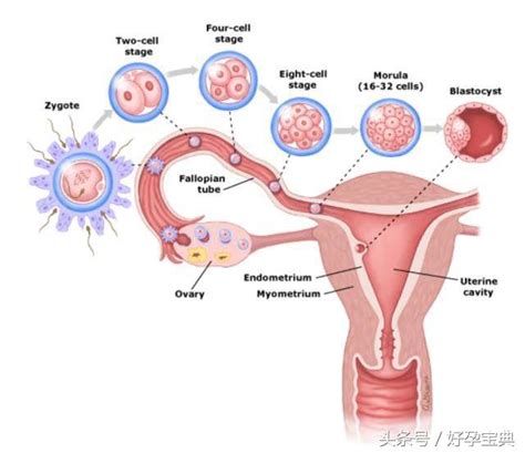 懷孕是月經和子宮內膜分不開的關係 每日頭條