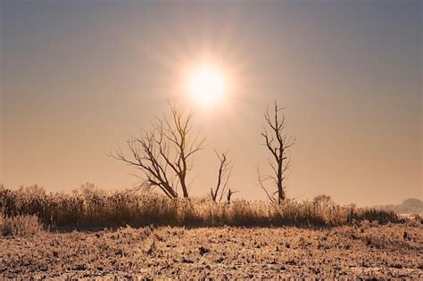 Premium Photo Bare Tree On Field Against Sun