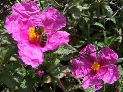 Cistus Albidus Web Page Navigation Grey Leaved Cistus White Leaved