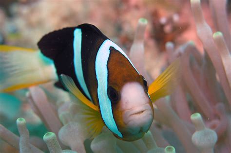 amphiprion