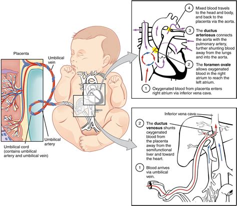 Pin by Emily Roberts on NURSING | Student midwife, Rn school, Nurse ...