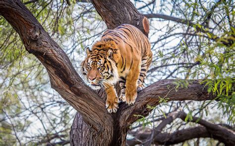 Tiger in a tree wallpaper - Animal wallpapers - #33660