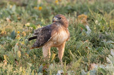 Red Tailed Hawk Tonys Takes Photography