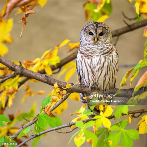 beautiful owl stock  high res pictures  images