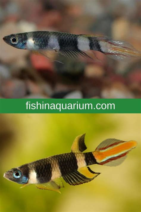 Beginner S Guides To Freshwater Aquarium Fish Species Artofit