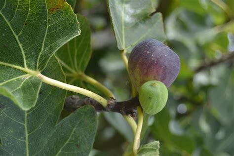 Ficus Carica Fig Tree Hot Sex Picture