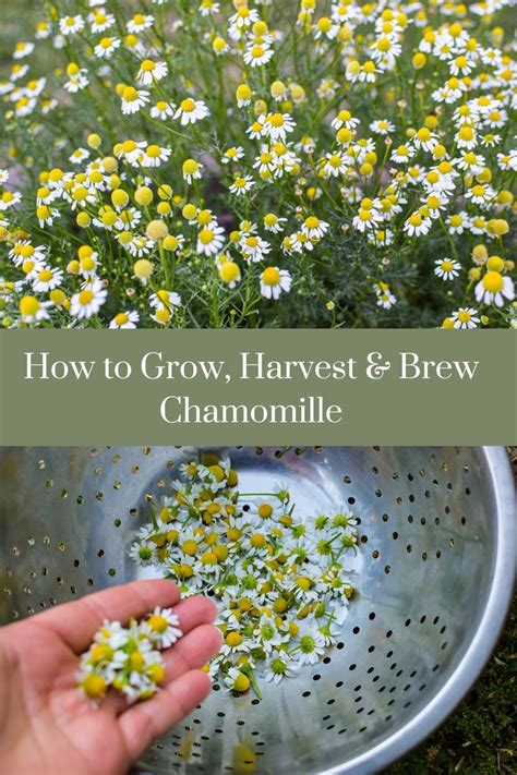 How To Brew And Harvest Chamomile A Quaint Life Medicinal Herbs