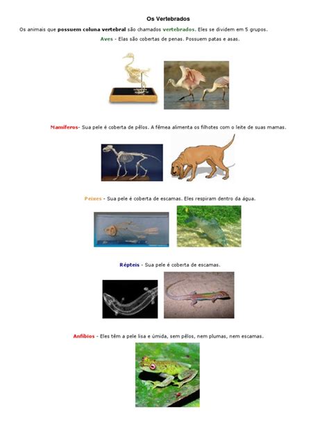 Classificacao Do Reino Animal Vertebrados Invertebrados