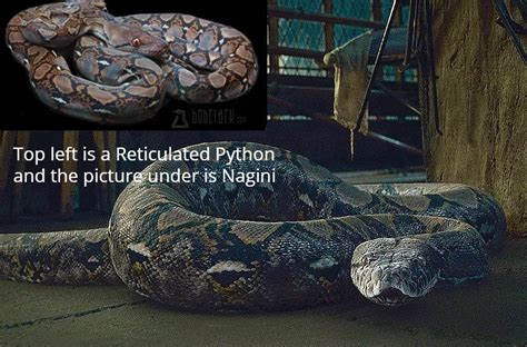 Nagini Snake Species : harrypotter