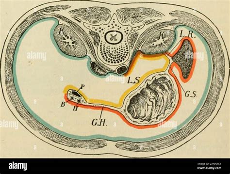 Anatomía Humana entre ellas la estructura y el desarrollo y las