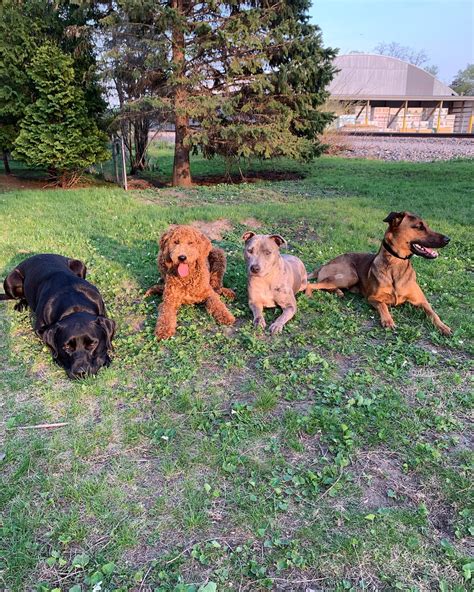 Balance Together Dog Training | Oconomowoc WI