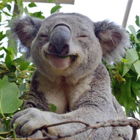 Koala fingerprints are nearly identical to human fingerprints : r ...