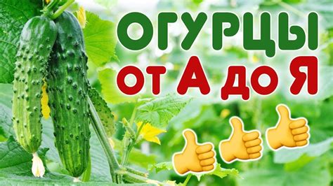 Выращивание огурцов в открытом грунте. Все секреты в одном видео! - YouTube