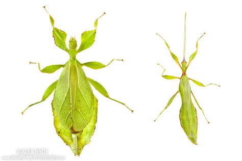 Leaf Insect {phyllium Siccifolium} Sexual Dimorphism Alex Hyde