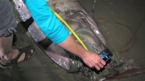 Video Oarfish Earthquake Myth Exposed - ABC News