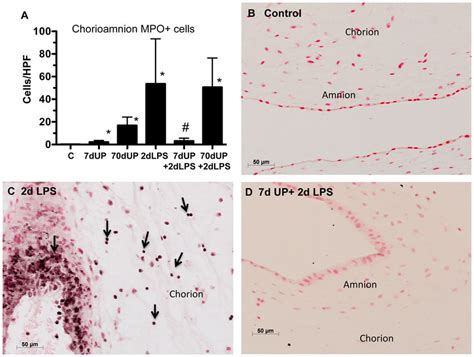 Acute Amniotic Exposure To U Parvum Decreased Intra Amniotic