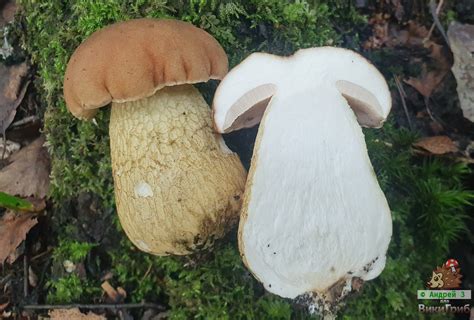 Жёлчный гриб (Tylopilus felleus) фото и описание