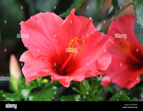 Pink Hibiscus Growing In A Tropical Garden Stock Photo Alamy