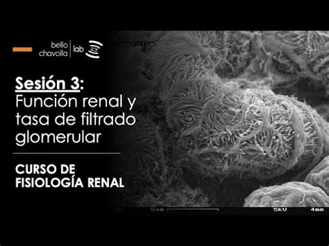 Función renal y tasa de filtrado glomerular YouTube