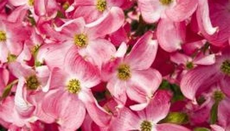 Care & Pruning for Dwarf Dogwood Trees | Garden Guides