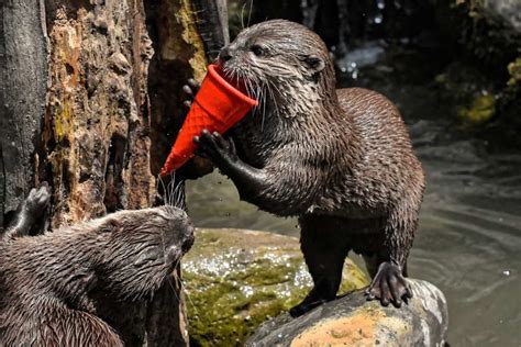 50 Irresistible Otter Facts That You Never Knew About