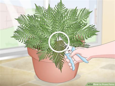 How To Prune Ferns 10 Steps With Pictures Wikihow