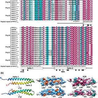 Amino Acid Conservation And Structural Properties Of Phyllogens A