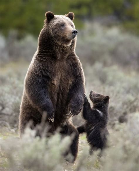 Get To Know The Grizzly Bear | Wildest