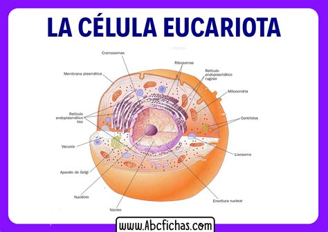 Estructura Y Partes De La Celula Eucariota Abc Fichas Images