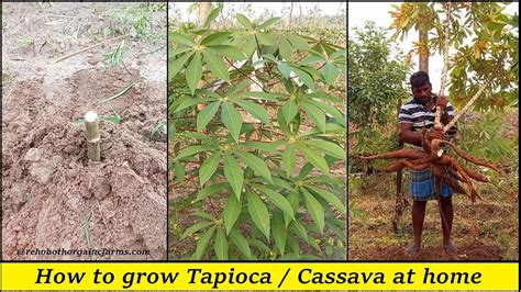 Tapioca Farming From Planting To Harvesting How To Grow Tapioca