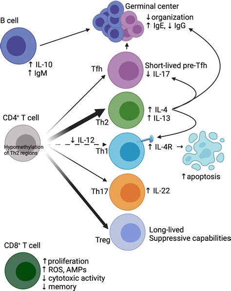 Frontiers Neonatal Immune Responses To Respiratory Viruses