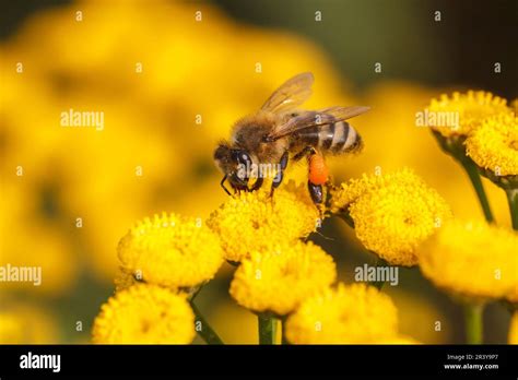 Apis Mellifera Known As Honeybee Western Honeybee European Honey