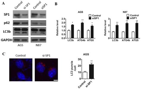 SP1 Reduces Autophagic Flux Through Activating P62 In Gastric Cancer Cells