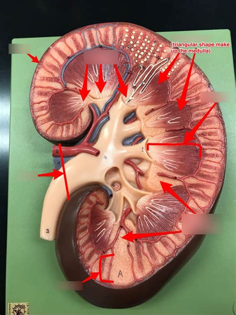 Urinary Gross Anatomy Features On Kidney Models Diagram Quizlet