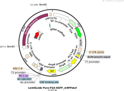 New plasmids from us deposited to AddGene – The Wermeling lab