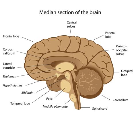 Lateral Diagram Of The Brain