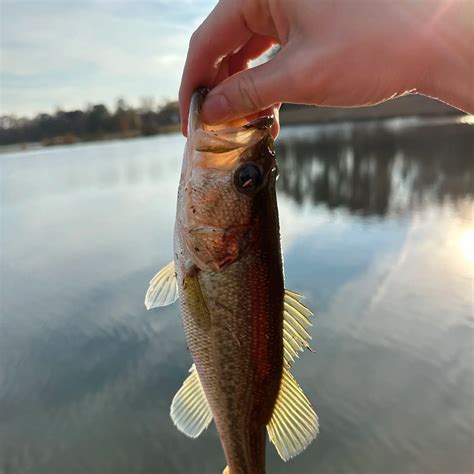 Fishing Reports Best Baits And Forecast For Fishing In Oak Grove Lake