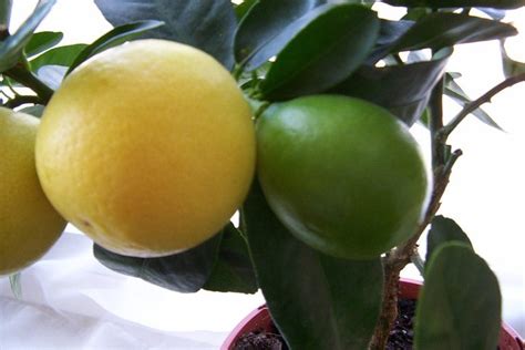 Different Types Of Lime Trees Progardentips