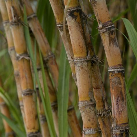 Cana De A Car Tudo Sobre O Cultivo E As Utilidades S O Jo O Alimentos