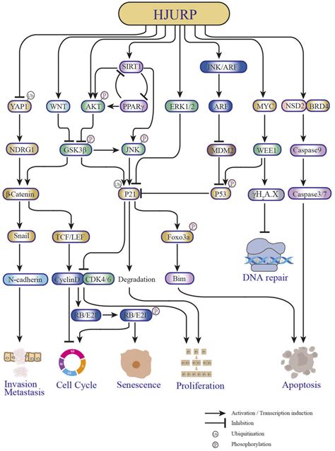 Frontiers Advances In Holliday Junction Recognition Protein Hjurp