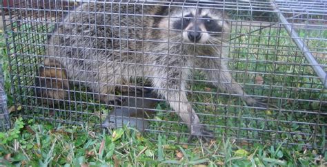 How to trap raccoons | Wildlife Animal Pest