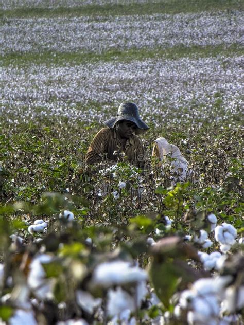 Cotton harvesting editorial photography. Image of harvesting - 91278692