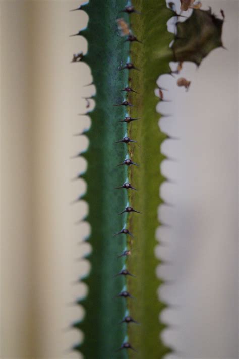 Fotos Gratis Espinoso Cactus Hoja Flor Verde Nica Flora De