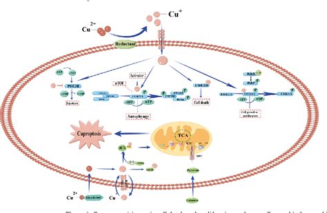 Figure 2 From The Role Of Copper Homeostasis In Brain Disease