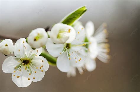 Close Up Of Apple Blossoms Apple Tree Branch Flowers Photo Background And Picture For Free