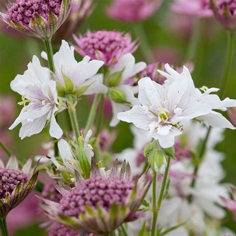 Geranium Pratense Algera Double G Ranium Vivace Blanc Fleurs Doubles