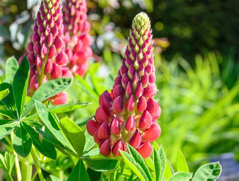 Longest Blooming Perennial Flowers You Need In Your Garden Backyard