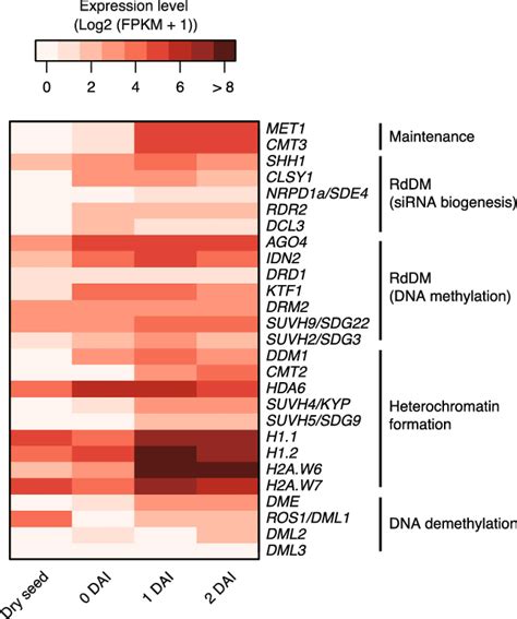 Expression Levels Of Genes Involved In Dna Methylation Demethylation