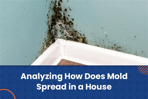 How Does Mold Spread In A House An Analysis