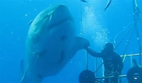 Close Encounter With Great White Shark Caught On Video Why Is This